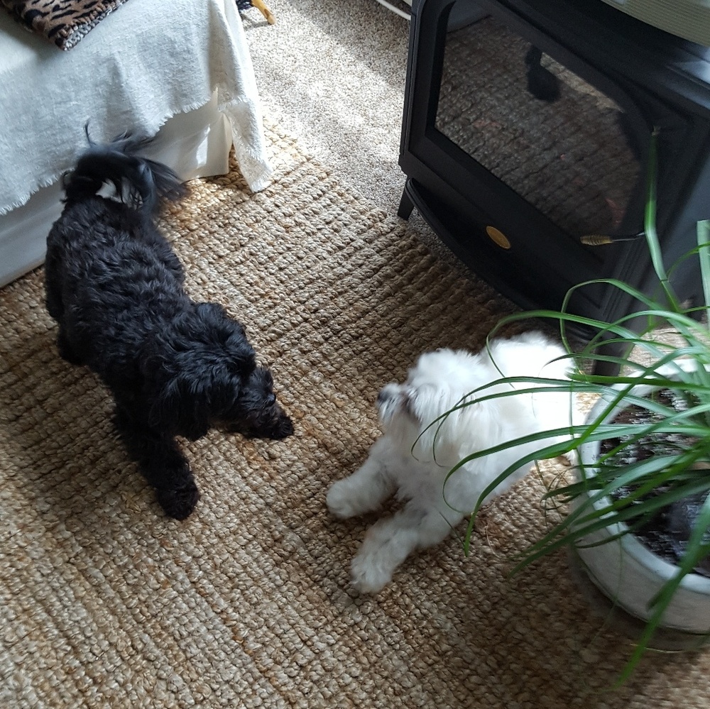 Meet your Posher, Dolly